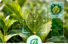 Plantas y tecnologías de diagnóstico asistido por inteligencia artificial